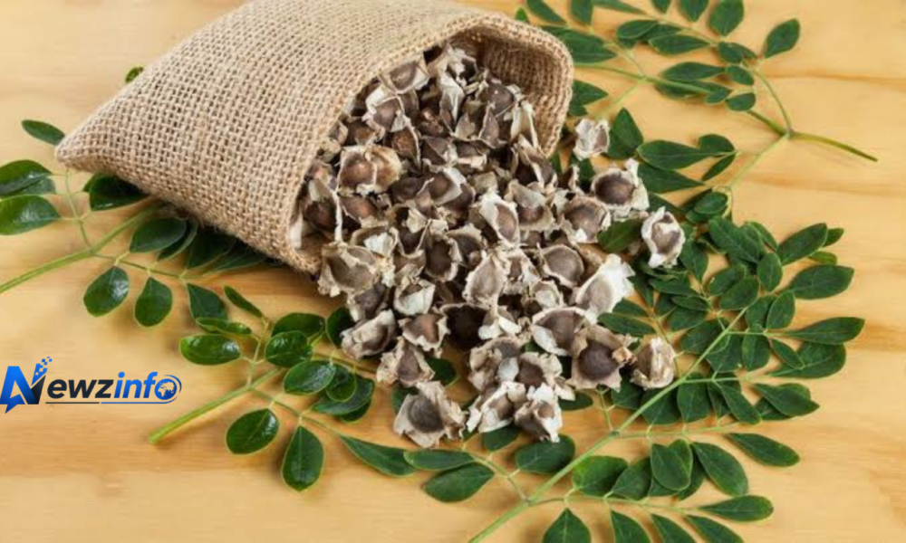 Moringa Seeds