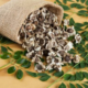 Moringa Seeds
