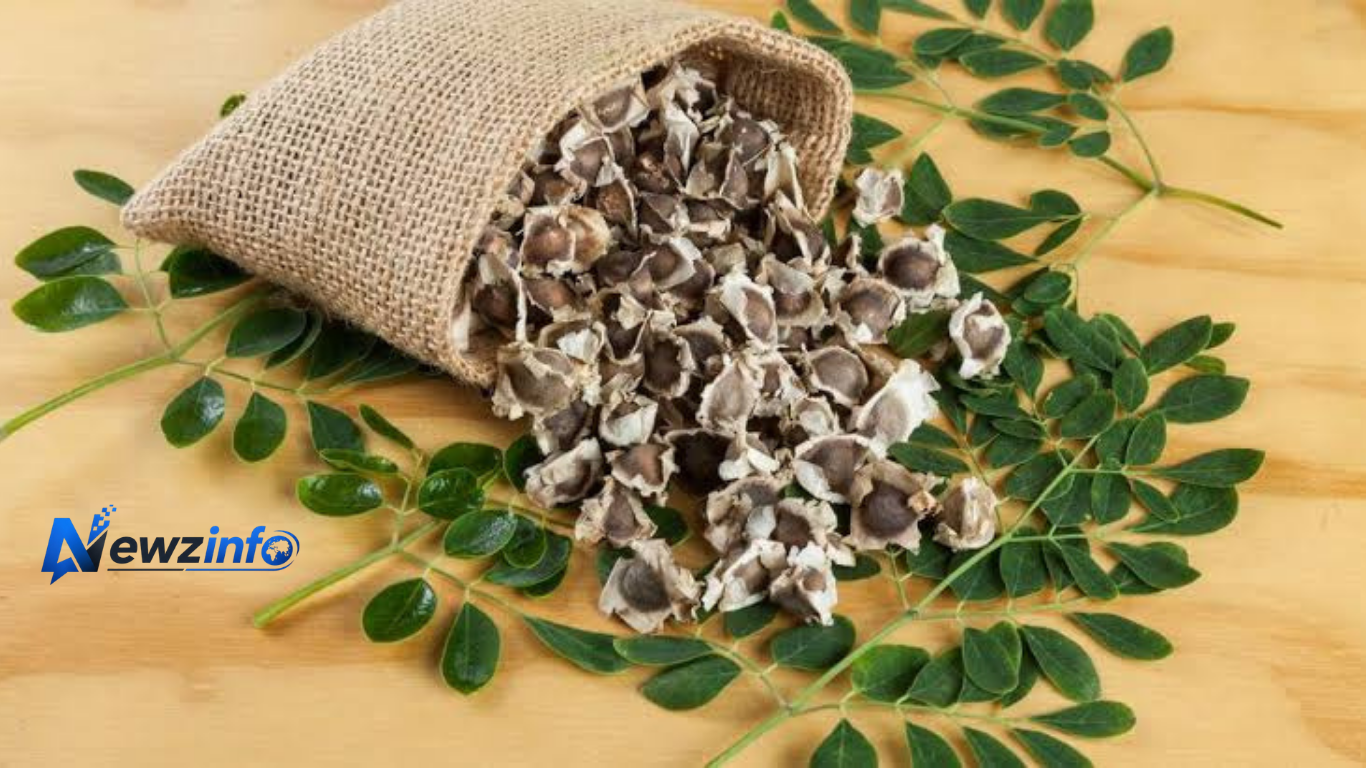 Moringa Seeds